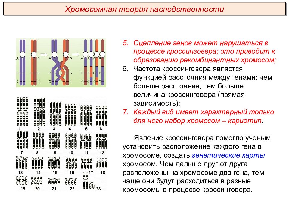 Хромосомная теория наследственности сцепленное наследование генов презентация