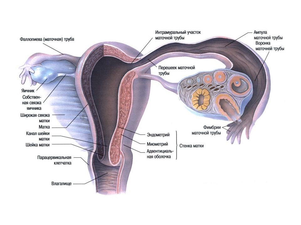 Картинка матка и маточные трубы