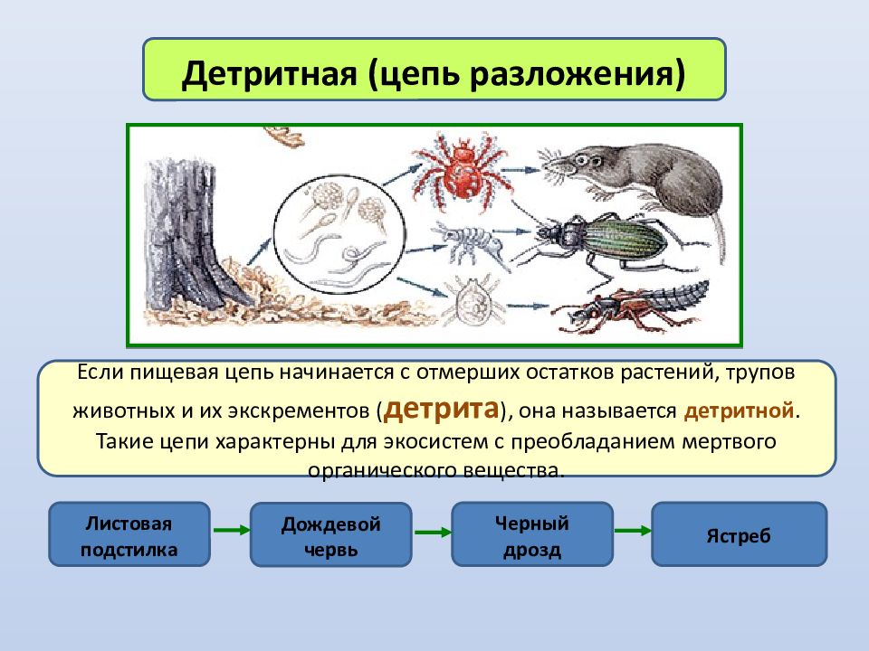 Запишите цепь питания в которой в соответствии с рисунком 1 консументом 1 порядка является гусеница