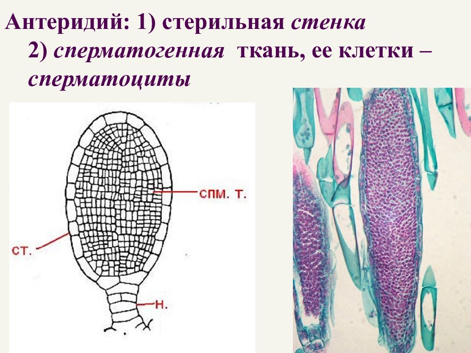 Антеридии