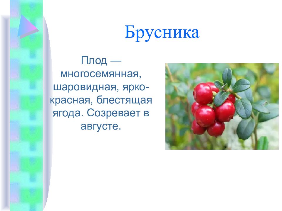 Брусника плод. Плоды брусники. Брусника плод какой. Какая ягода поспевает самая первая. Клюква многосемянной плод.