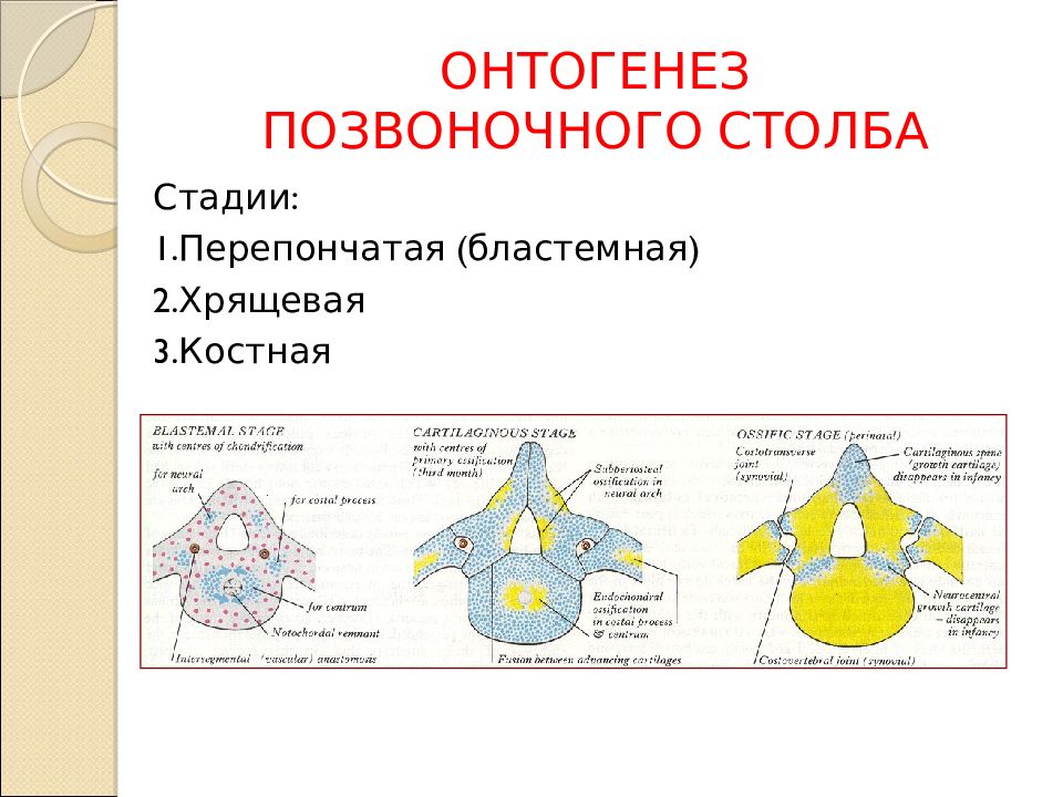 Онтогенез книги. Развитие спинного мозга в онтогенезе. Развитие спинного мозга в онтогенезе человека. Особенности развития спинного мозга в онтогенезе. 4. Онтогенез и аномалии развития спинного мозга.