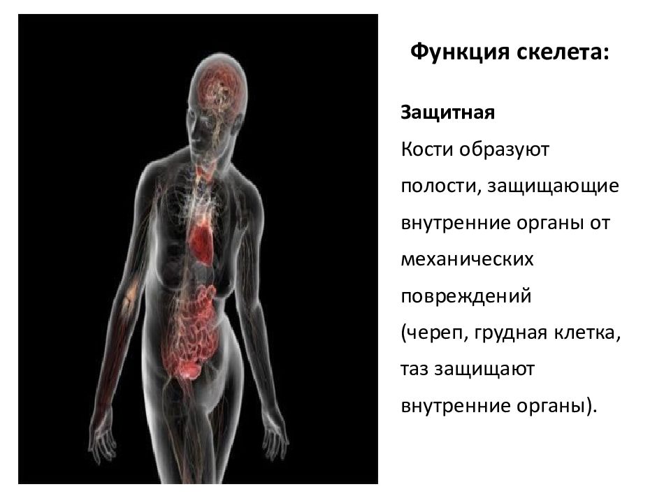 Костя образованные. Защитная функция скелета. Функции костей скелета. Функции скелета опорная защитная. Защитная функция костей скелета человека.