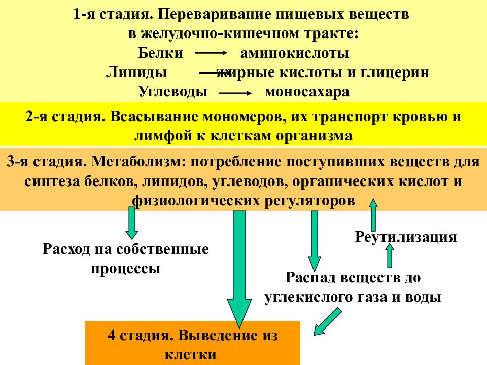 Виды обмена энергии. 