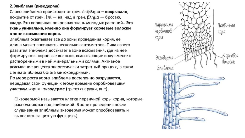 Эпиблема корня. Эпиблема ризодерма. Ткань ризодерма. Эпиблема корня строение. Ризодерма корня.