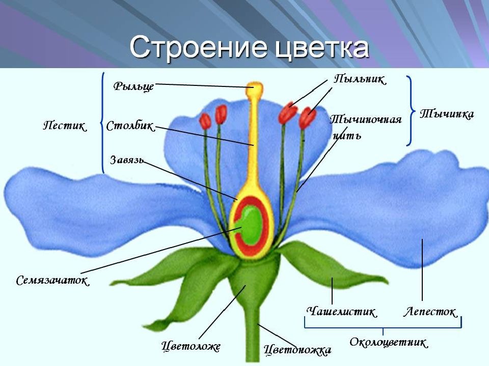 Картинки по биологии 6 класс