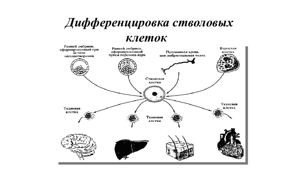 Процесс дифференцировки. Дифференцировка стволовых клеток. Классификация стволовых клеток схема. Дифференцировка клеток таблица. Дифференцировка полипотентных стволовых клеток.