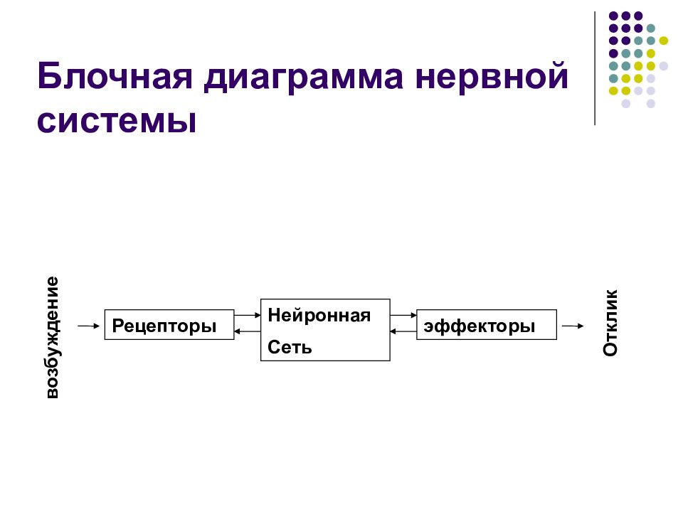 Нейросеть введение. Диаграмма нервной системы. Блочная диаграмма. Как сделать график нервной системы. Блочная диаграмма обучения с учителем.