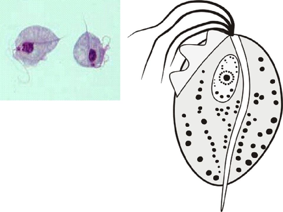 Строение трихомонады рисунок с подписями