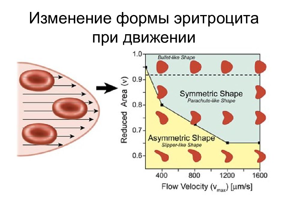 Форма эритроцитов. Изменения эритроцитов. Измененные формы эритроцитов. Схема форма эритроцитов.