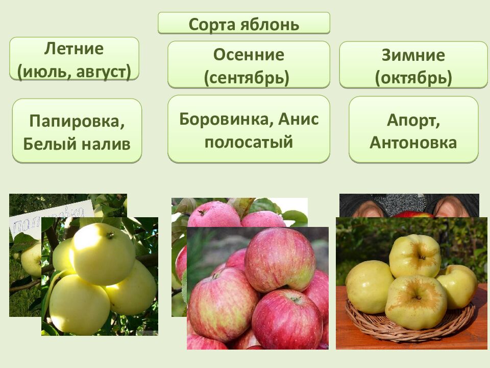Многообразие и происхождение культурных растений