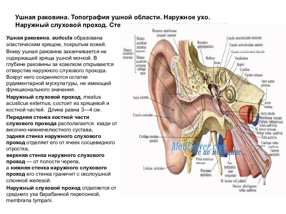 Наружный слуховой проход. Наружный слуховой проход сзади граничит со следующими образованиями. Топография стенок наружного уха. Наружное ухо. Строение, топография. Топография ушной раковины.