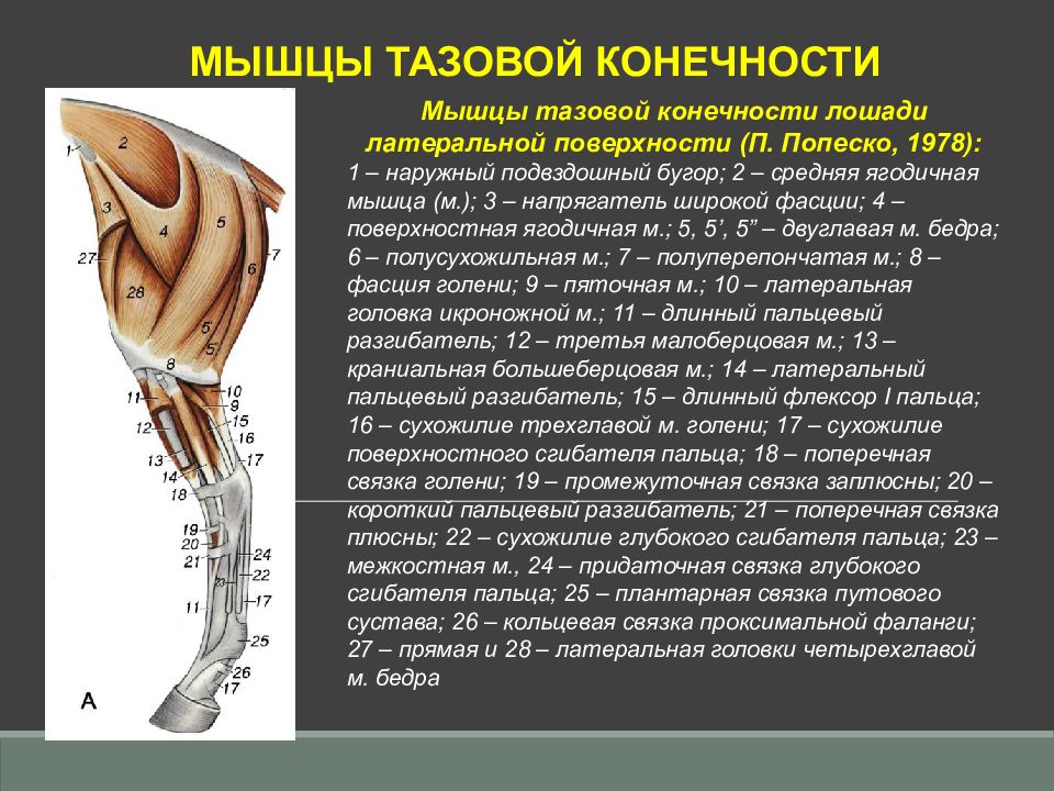 Тазовые мышцы. Мышцы тазовой конечности собаки медиальная поверхность. Мышцы тазовой конечности лошади латеральная поверхность. Сухожилия тазовой конечности лошади. Анатомия мышц тазовой конечности.