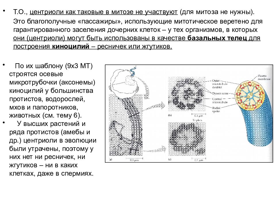 Репродукция клеток. Строение и функции ресничек и жгутиков. Строение жгутиков и ресничек кратко. Строение ресничек и жгутиков в клетке. Функции ресничек и жгутиков в клетке.