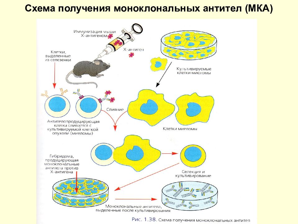 К презентации антигена способны