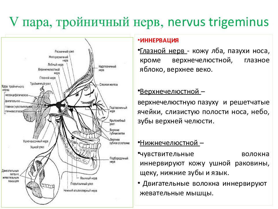 Нервы лица схема