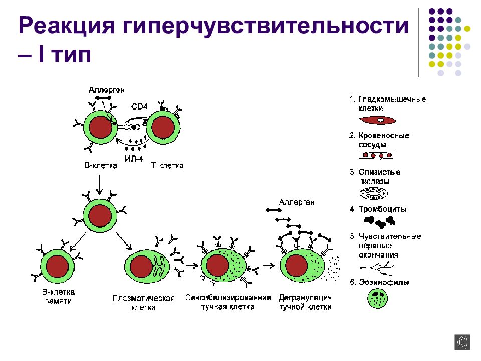 Реакции гиперчувствительности картинки