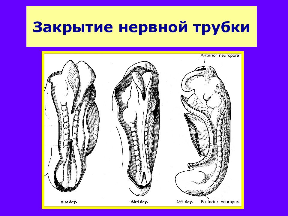 Функции нервной трубки. Закрытие нервной трубки. Нервная трубка зародыша.