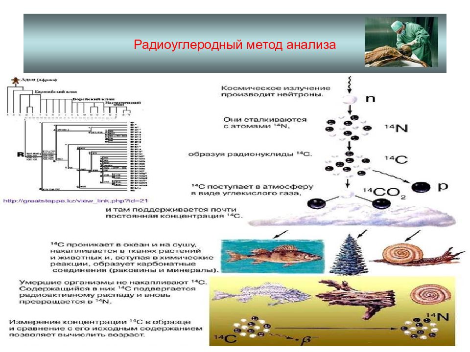 Метод радиоуглеродного анализа презентация