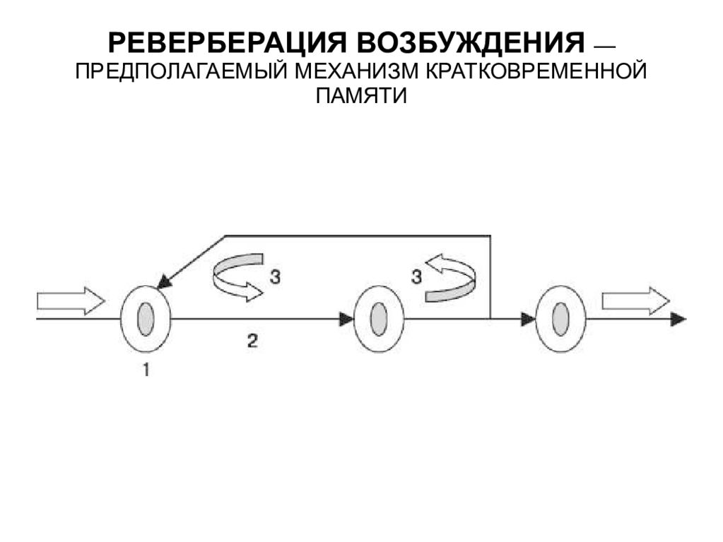 Реверберация это. Реверберация. Реверберация схема физиология. Реверберация памяти. Эффект реверберации.