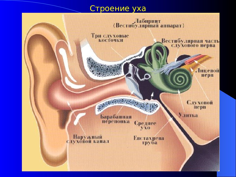 Пульсирующий звук в ухе. Строение ухо и вестибулярный аппарат. Ухо строение вестибиальный аппарат. Строение уха и строение уха и вестибулярного аппарата. Воспаление слуховой евстахиевой трубы.