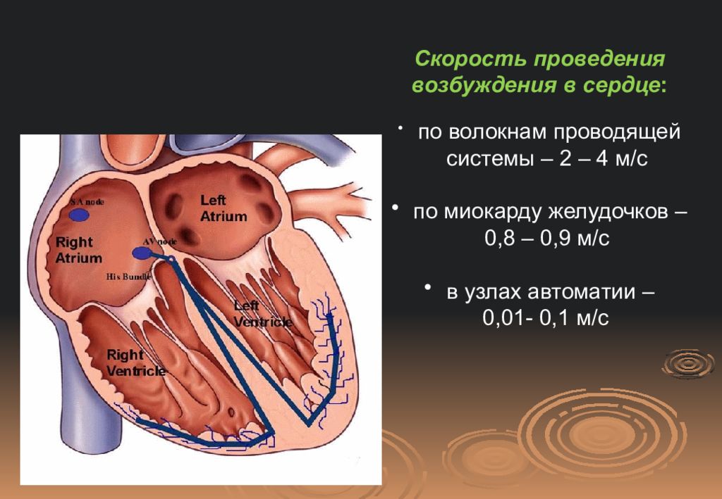 Проведение сердца. Проводящая система сердца скорость проведения. Проводящая система сердца проведение возбуждения в сердце. Скорость проведения импульса в проводящей системе сердца. Скорость проведения возбуждения по проводящей системе.