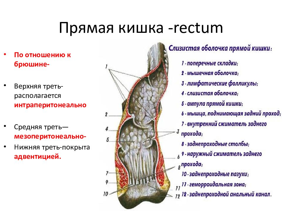 Отделы прямой кишки. Анатомия прямой кишки и заднего прохода. Прямая кишка анатомия и физиология.