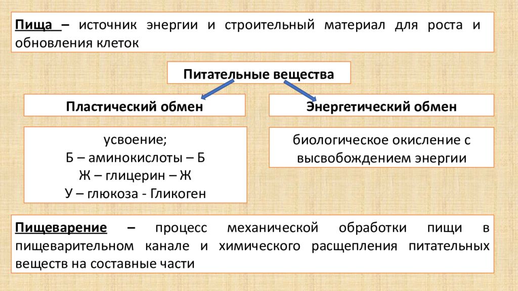 Установите соответствие биогенное вещество. Продукты расщепления аминокислот. Расщепление пищи для начальных классов.