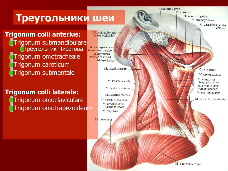 Треугольники шеи. Мышцы шеи musculus Colli. Trigonum omotracheale. Треугольник Пирогова на шее топографическая анатомия.