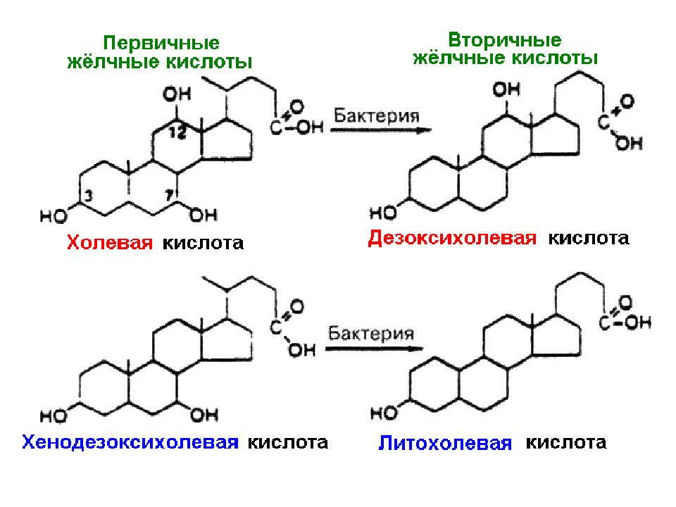 Схема образования желчных кислот