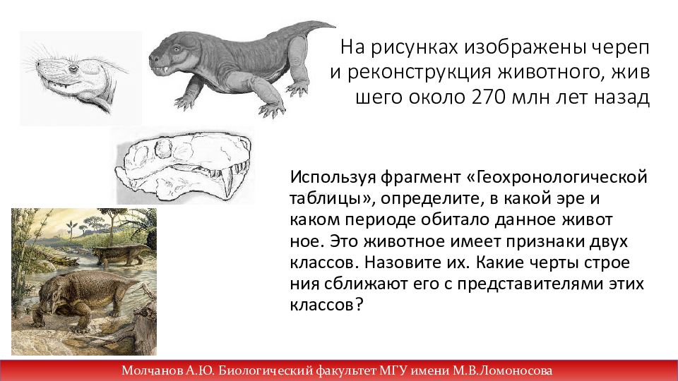 На рисунках изображены череп и реконструкция животного жившего около 270 млн лет назад