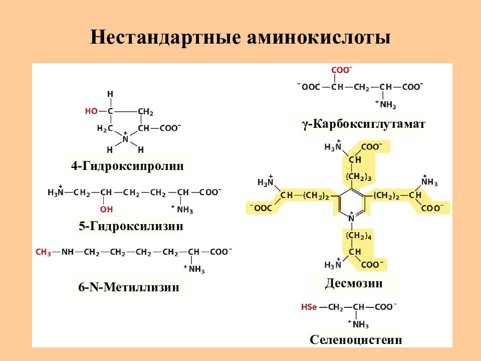 Аминокислоты белки пептиды презентация