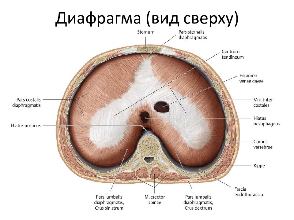 Части диафрагмы