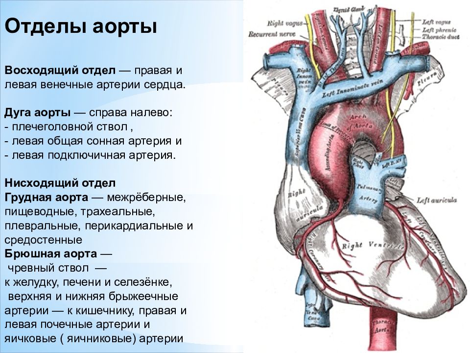 Ветви аорты. Восходящая часть аорты и дуги аорты. Восходящая аорта дуга аорты. Восходящая часть дуга аорты и нисходящая часть. Нисходящий отдел аорты анатомия.