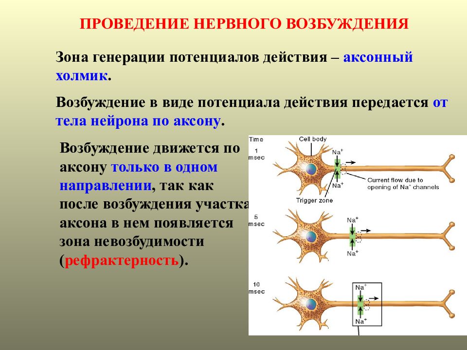 Процесс возбуждения нервных клеток. Возбуждение к телу нервной клетки проводится. Направление нервного импульса в нейроне. Аксонный холмик нейрона. Возбудимость нейрона.