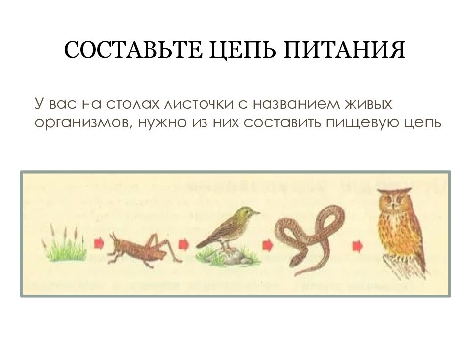 составьте цепь питания