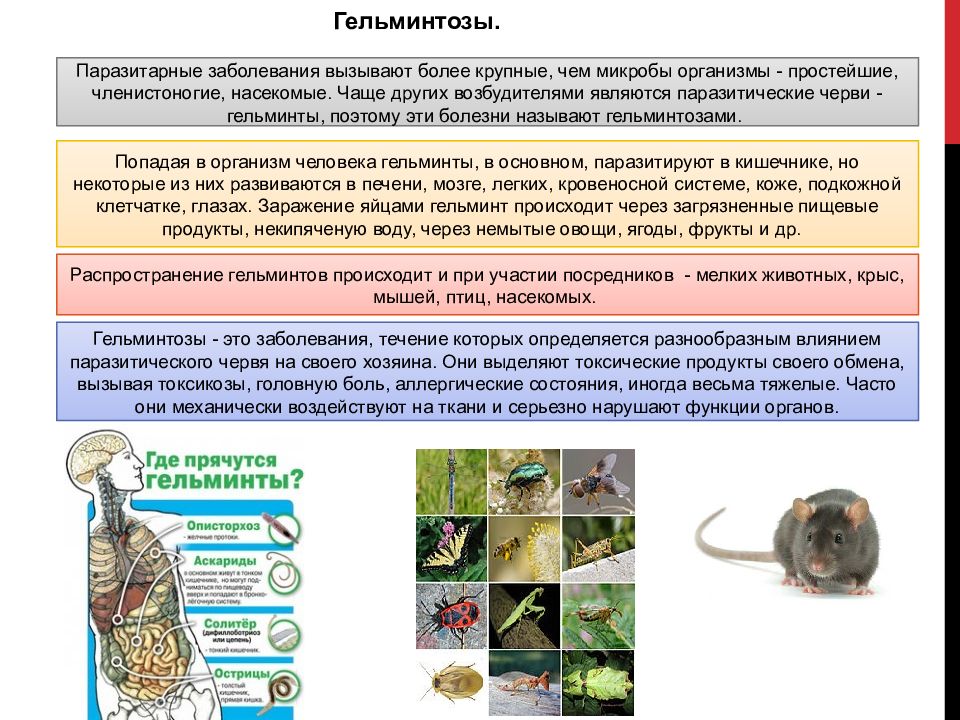 Гельминтозы и их профилактика презентация