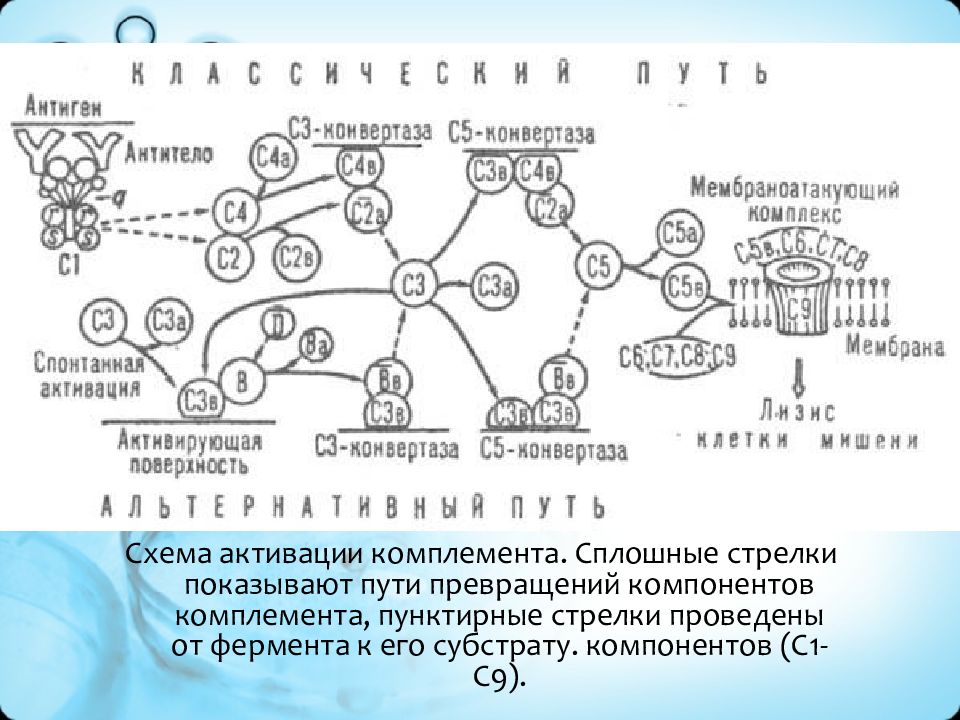 С1 компонент комплемента. Схема активации комплемента. пути активации комплемента полисахарид микроорганизма. принимать по схеме активированный.