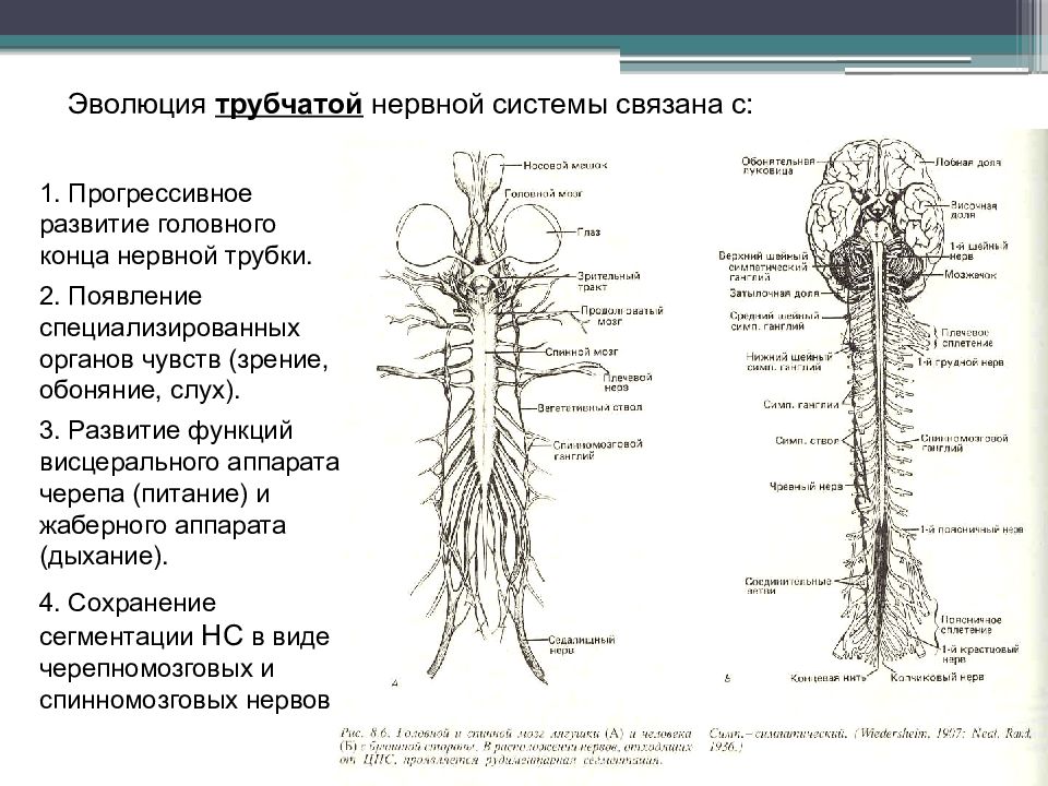 Нервная система человека схема с описанием и фото