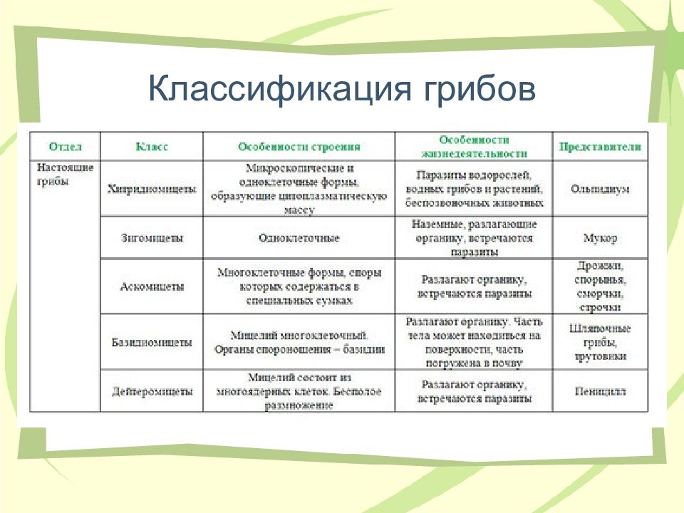 Общая характеристика грибов 7 класс биология презентация