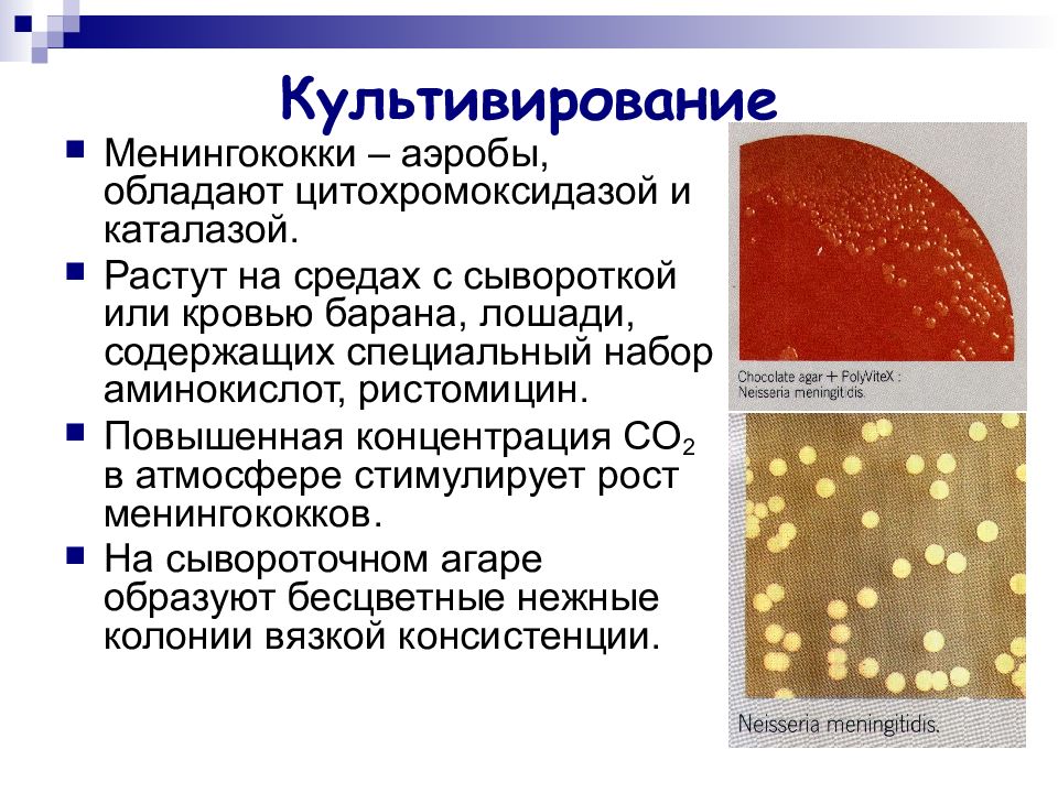 Гонококки презентация микробиология