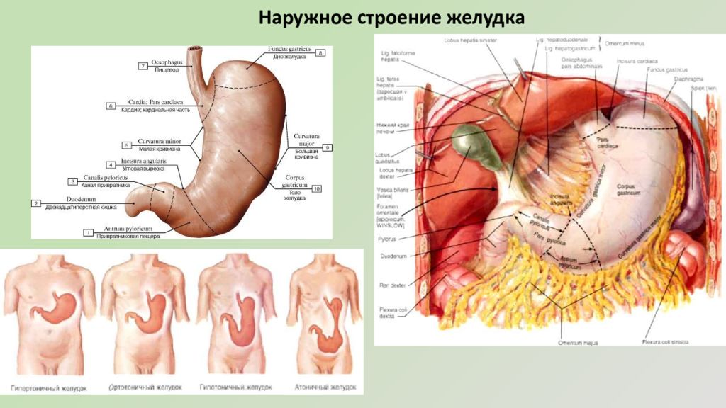 Строение желудка человека схема