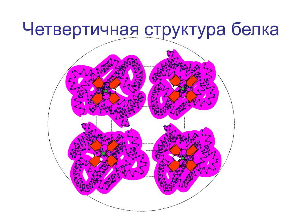 Четвертичная структура. Четвертичная структура белка биохимия. Биохимия белки с четвертичной структурой. Четвертичная структура белка. Четвертчный структура белка.