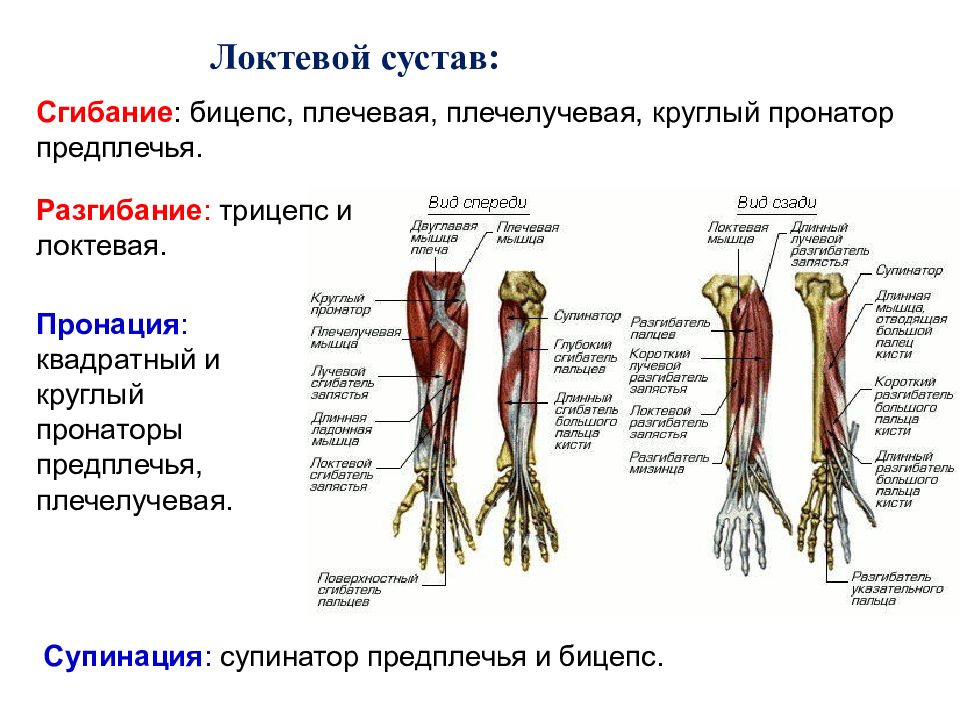 Суставы предплечья. Супинатор предплечья анатомия. Круглый пронатор локтевого сустава. Сгибатели локтевого сустава. Сгибатели и пронаторы локтевого сустава.