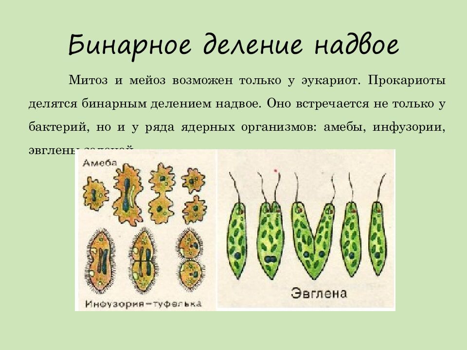 Бинарное деление надвое