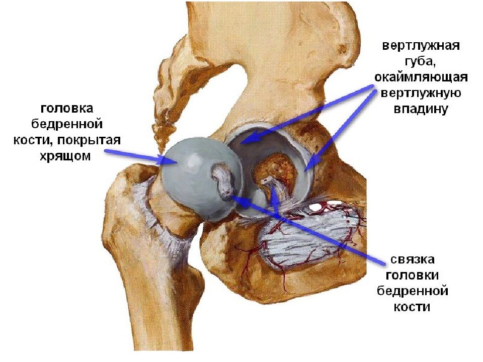 Косте лечения. Вертлужная впадина тазобедренного сустава анатомия. Вертлужная губа тазобедренного сустава. Вертлужная губа тазобедренного сустава анатомия. Суставная губа тазобедренного сустава анатомия.