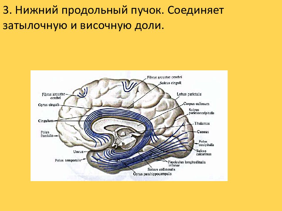 Проводящие волокна мозга. Ассоциативные волокна белого вещества. Конечный мозг обонятельный мозг. Ассоциативная система волокон белого вещества большого мозга. Белое вещество полушарий большого мозга.