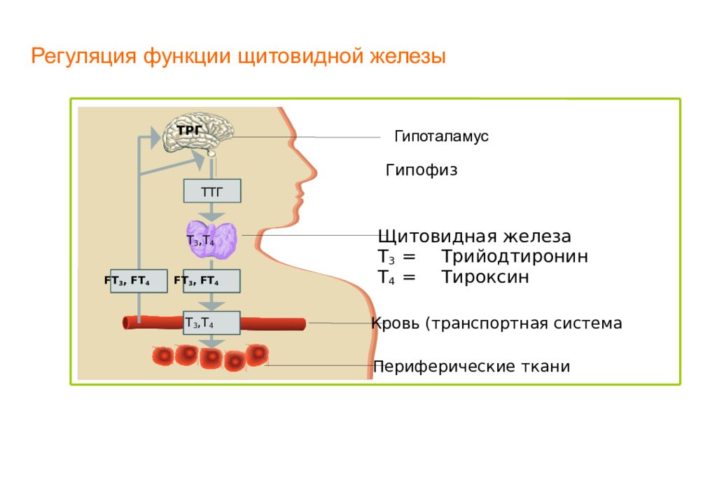 Функции щитовидной железы презентация