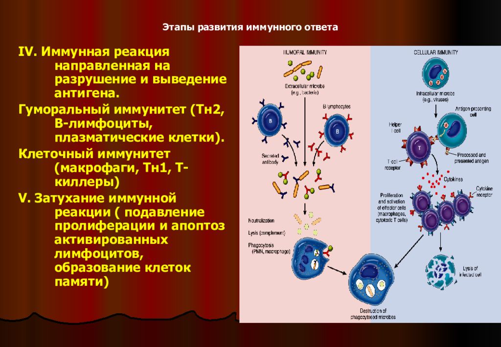 Лимфоциты какой иммунитет