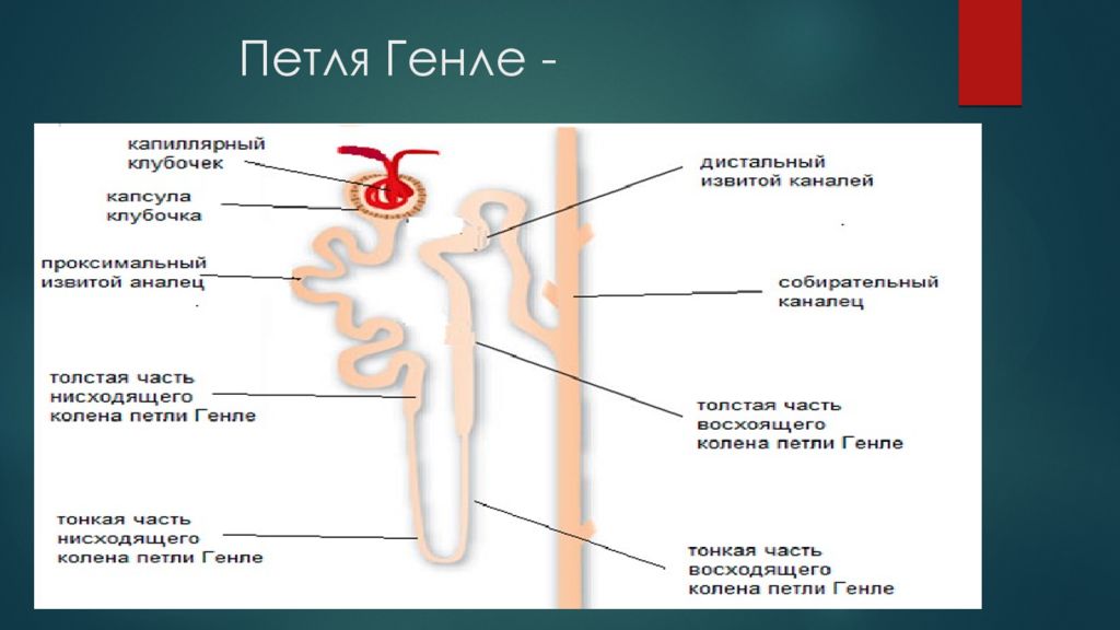 Петля генле. Петля Генле нефрона почки. Строение нефрона петля Генле. Петля Генле нефрона гистология. Строение почки человека петля Генле.